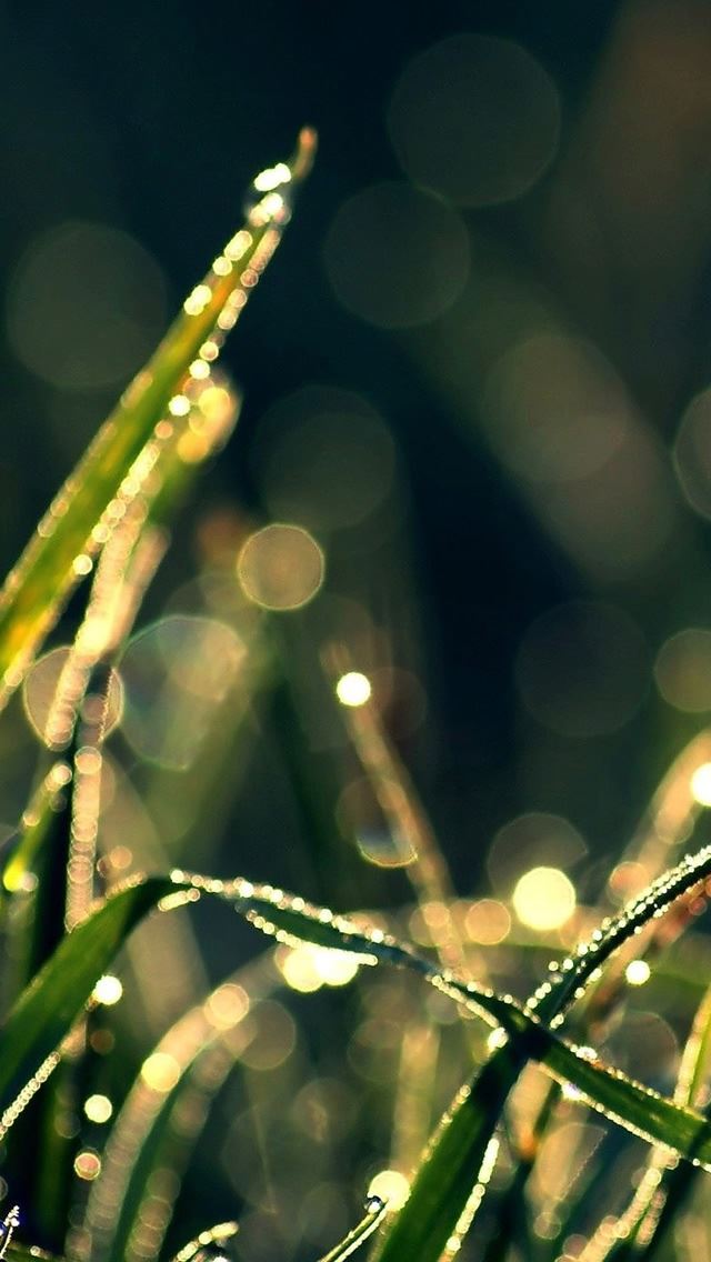 640x1136 Bokeh Green Grass Drops - bokeh iPhone Wallpaper