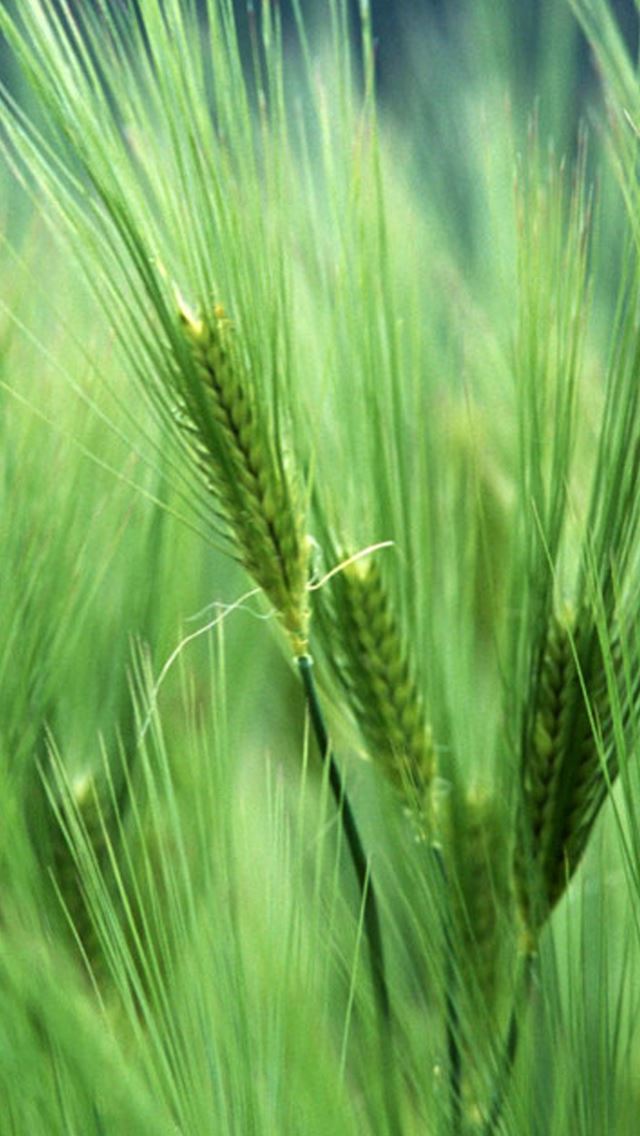 640x1136 Fresh Green Wheat  -  iPhone Wallpaper