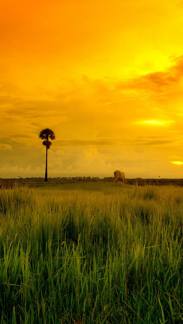640x1136 Beautiful Yellow Sunset -  iPhone Wallpaper