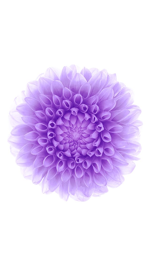 640x1136 Abstract Purple Blossom - blossom iPhone Wallpaper