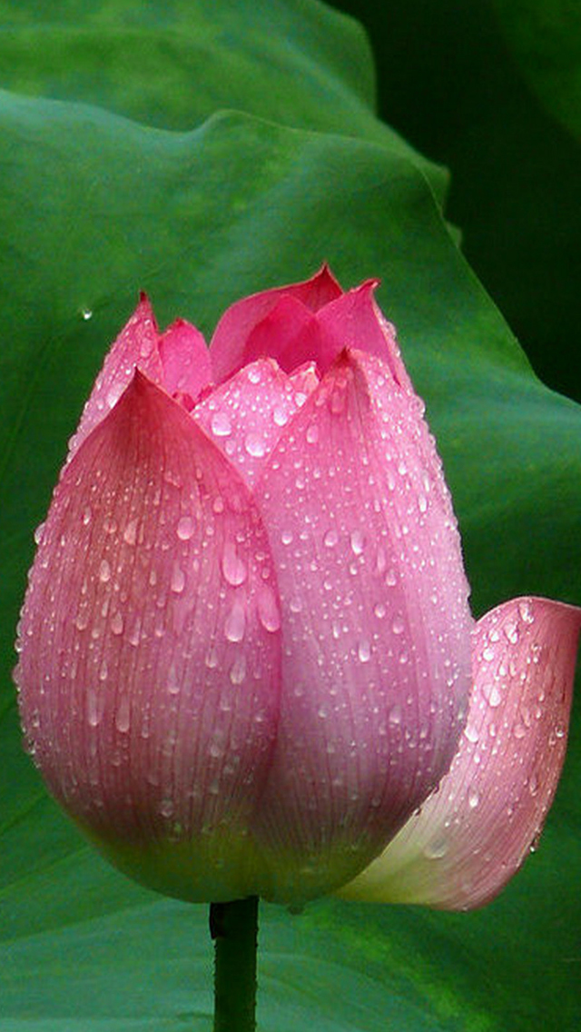 Lotus Flower Closeup iPhone wallpaper 