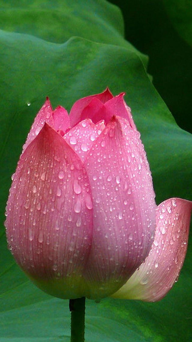 640x1136 Lotus Flower Closeup - macro iPhone Wallpaper
