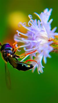 Bug On White Flower wallpaper