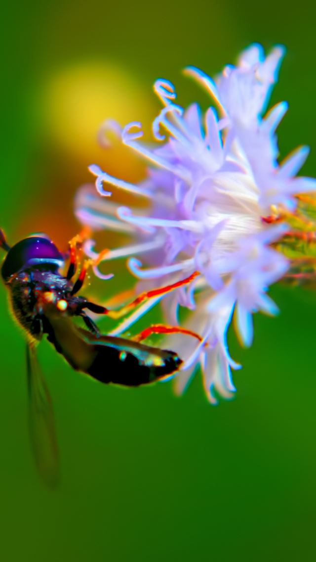 640x1136 Bug On White Flower - insect iPhone Wallpaper