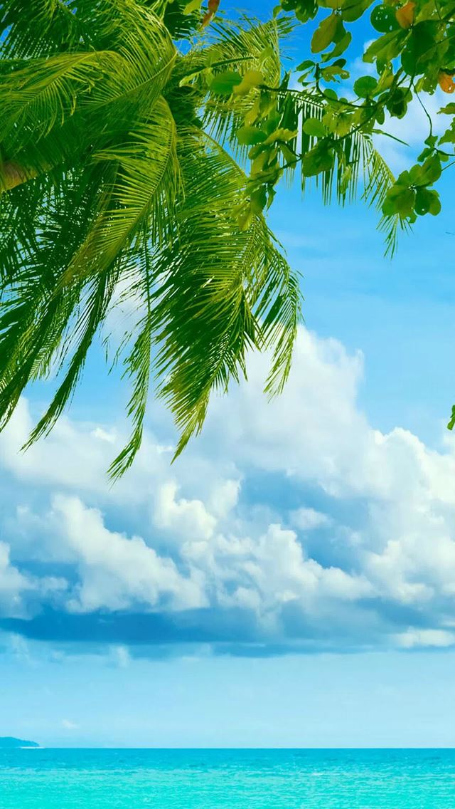 640x1136 Tropical Beach Coconut Tree - sea iPhone Wallpaper