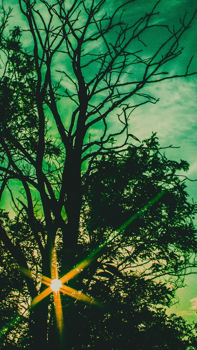 640x1136 Nightfall Sunlight Through Forest - nightfall iPhone Wallpaper