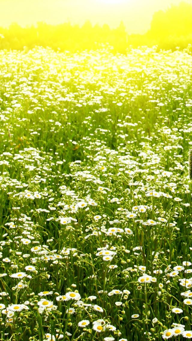 640x1136 Daisy Filed Landscape - daisy iPhone Wallpaper