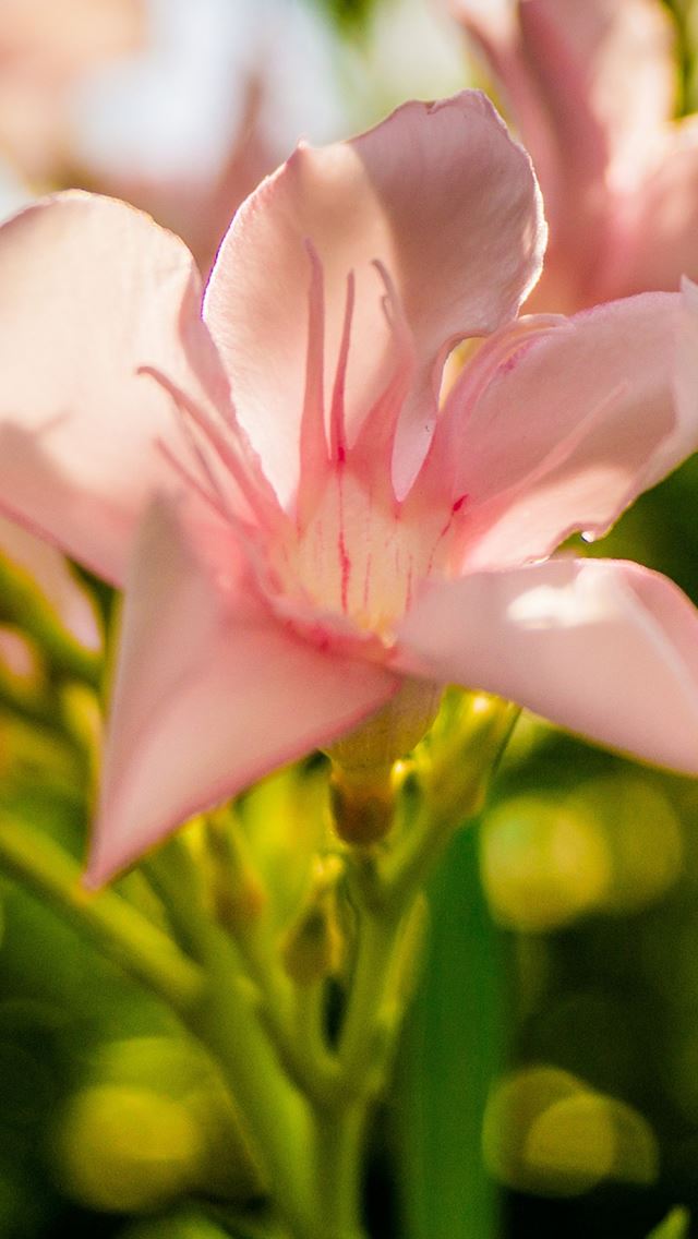 640x1136 Flower Bloom Macro - bloom iPhone Wallpaper