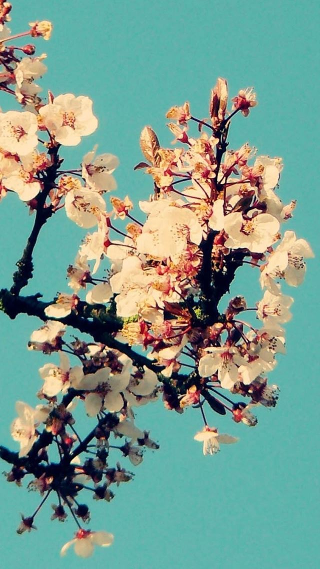 640x1136 Sunny Cherry Blossom In Cyan Sky - blossom iPhone Wallpaper