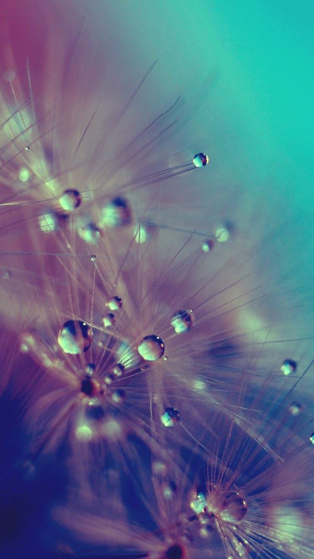 640x1136 Dandelion Water Drop Closeup - water drop iPhone Wallpaper