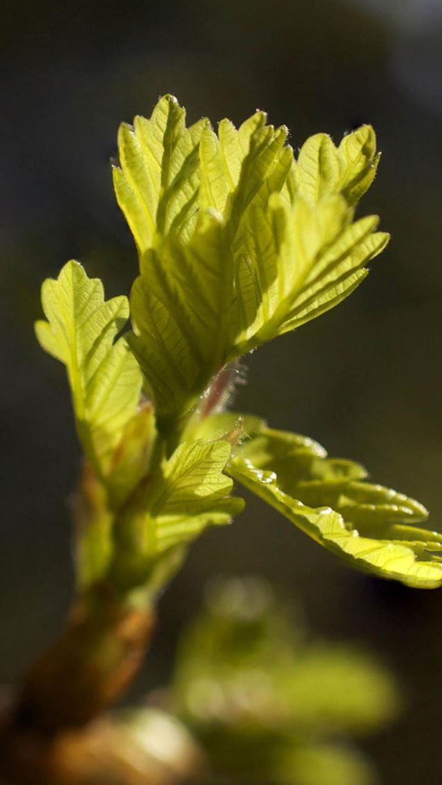 640x1136 Spring Leaf Bud  -  iPhone Wallpaper