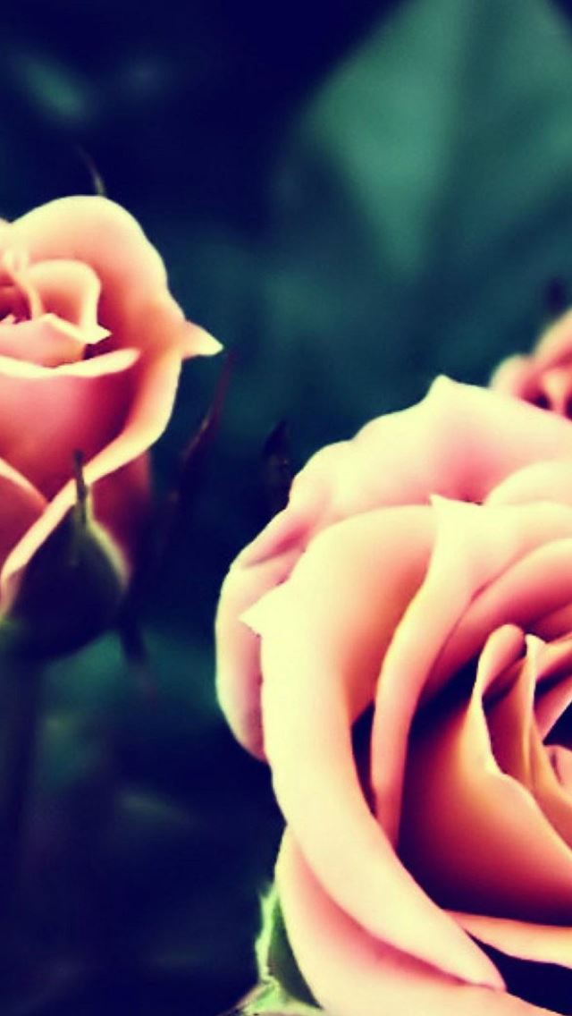 640x1136 Pink Roses Macro - flower iPhone Wallpaper