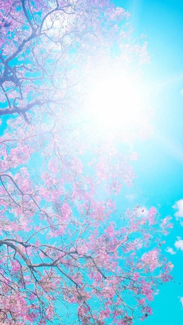 640x1136 Nature Sunny Cherry Blossom - blossom iPhone Wallpaper