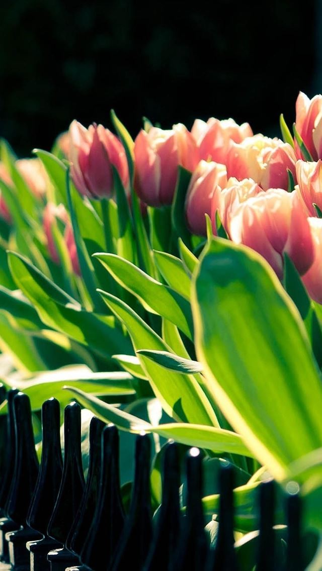 640x1136 Tulip Flower Beside Fence - flower iPhone Wallpaper
