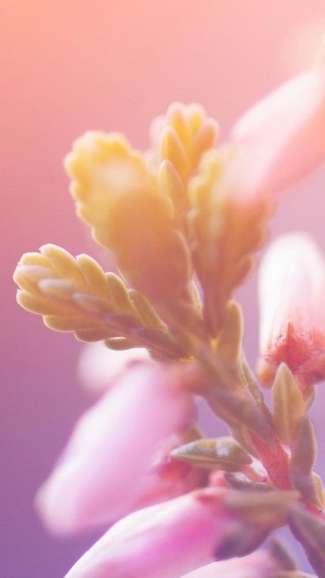 640x1136 Macro Bokeh Flower Bunch - bokeh iPhone Wallpaper
