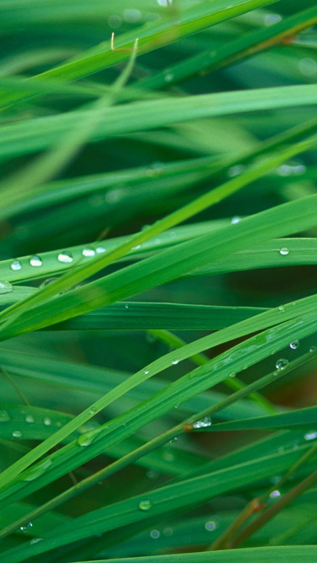 640x1136 Plant Dew Leaf Macro - water drop iPhone Wallpaper