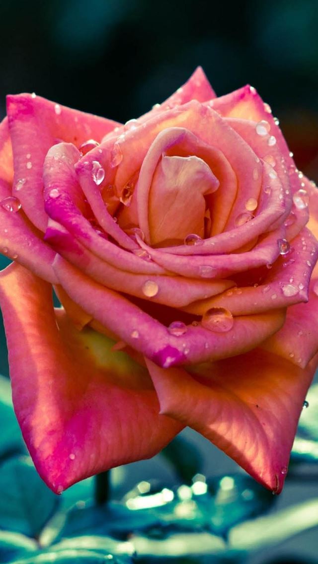 640x1136 Pink Rose Macro - bloom iPhone Wallpaper