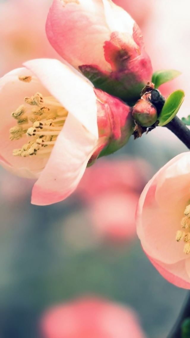 640x1136 Cherry Tree Branch Flowers - cherry iPhone Wallpaper