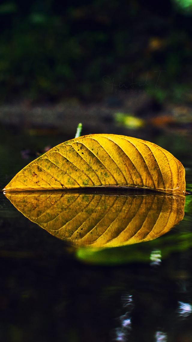 640x1136 Yellow Leaf On Water - reflection iPhone Wallpaper