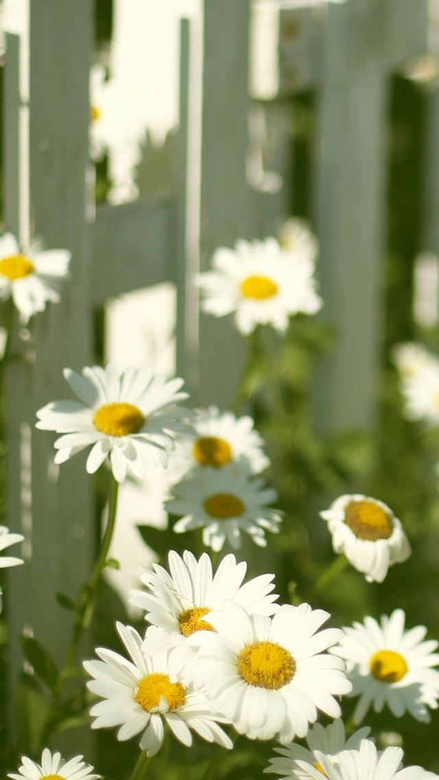 640x1136 Daisy Field Near Fence - daisy iPhone Wallpaper