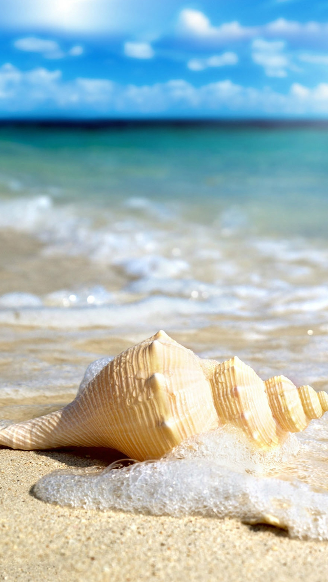Download Cool Summer With Aesthetic Seashells Wallpaper  Wallpaperscom