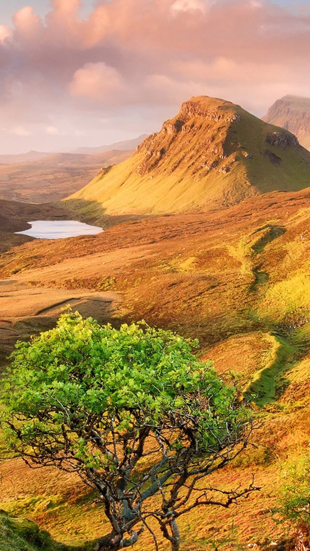 640x1136 Nature Hill Tree - hill iPhone Wallpaper