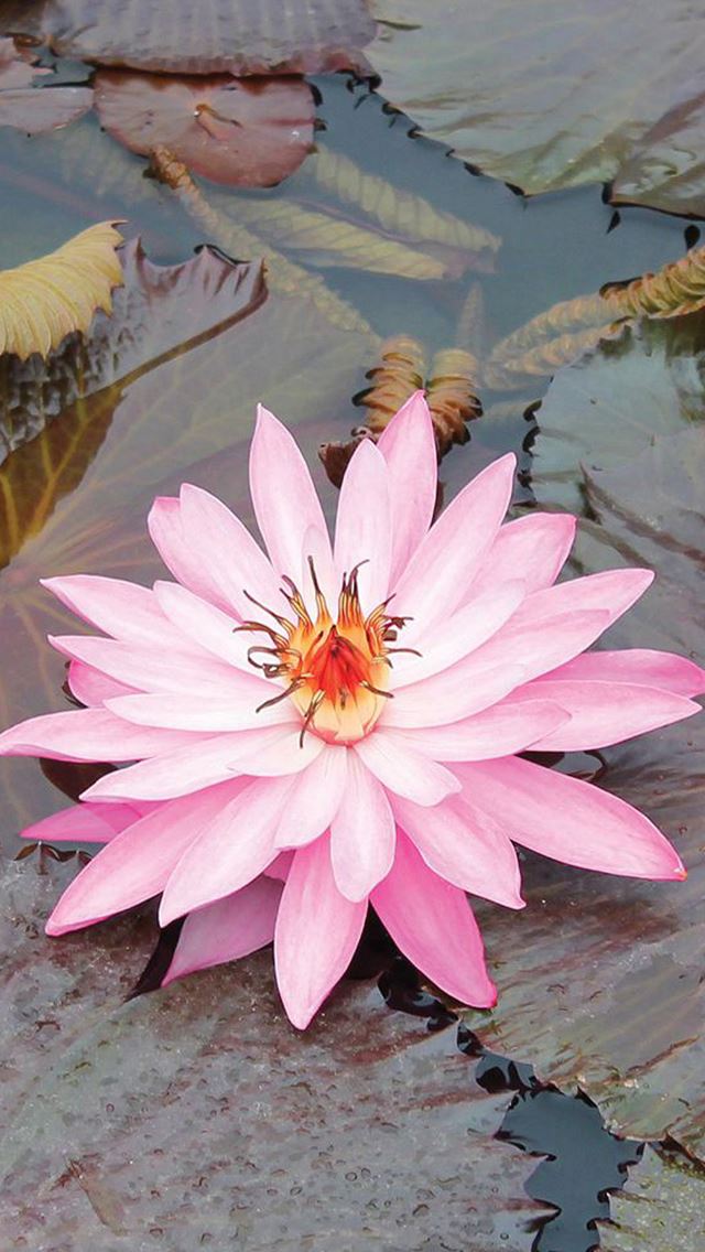 640x1136 Beautiful Lotus - macro iPhone Wallpaper