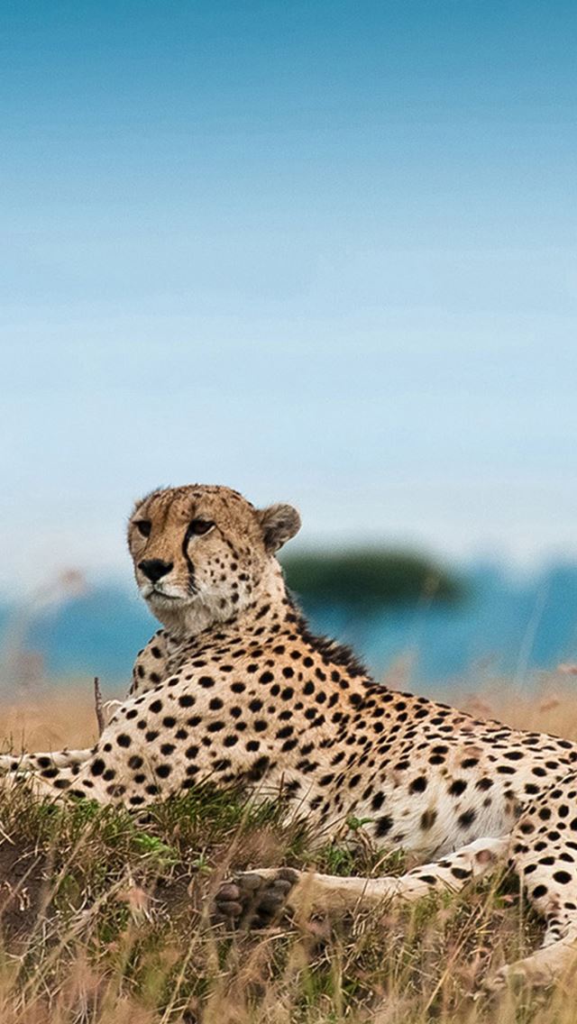 640x1136 South Africa Leopard - wild iPhone Wallpaper