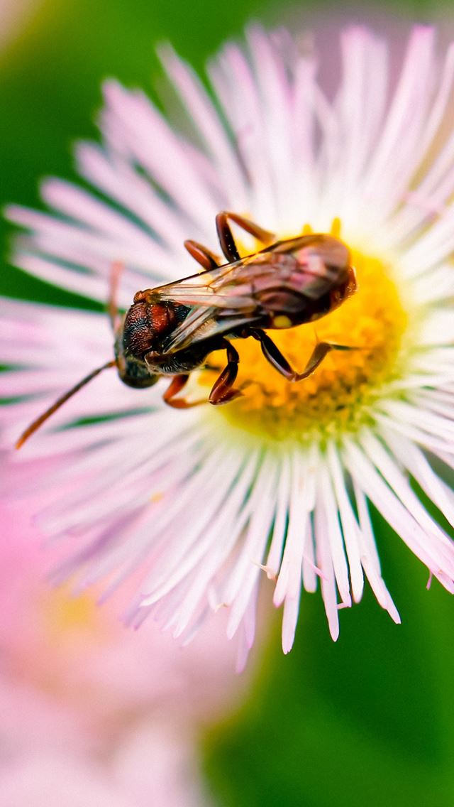 640x1136 Bug On Bloom Flower Macro - insect iPhone Wallpaper