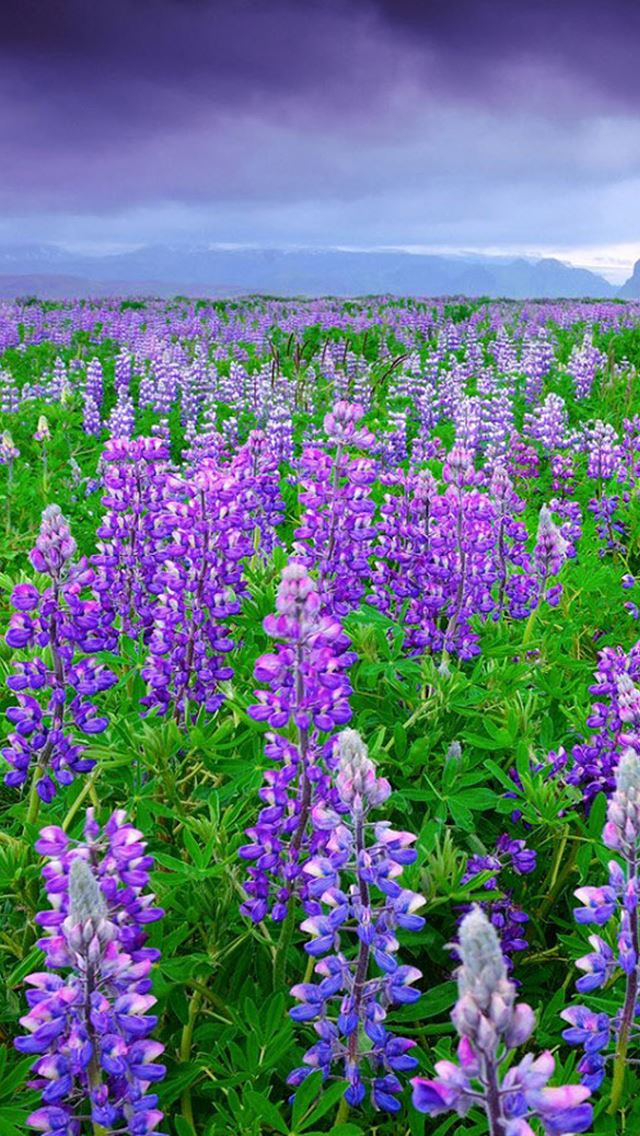640x1136 Lupine Bean Curd Sea  - bean iPhone Wallpaper