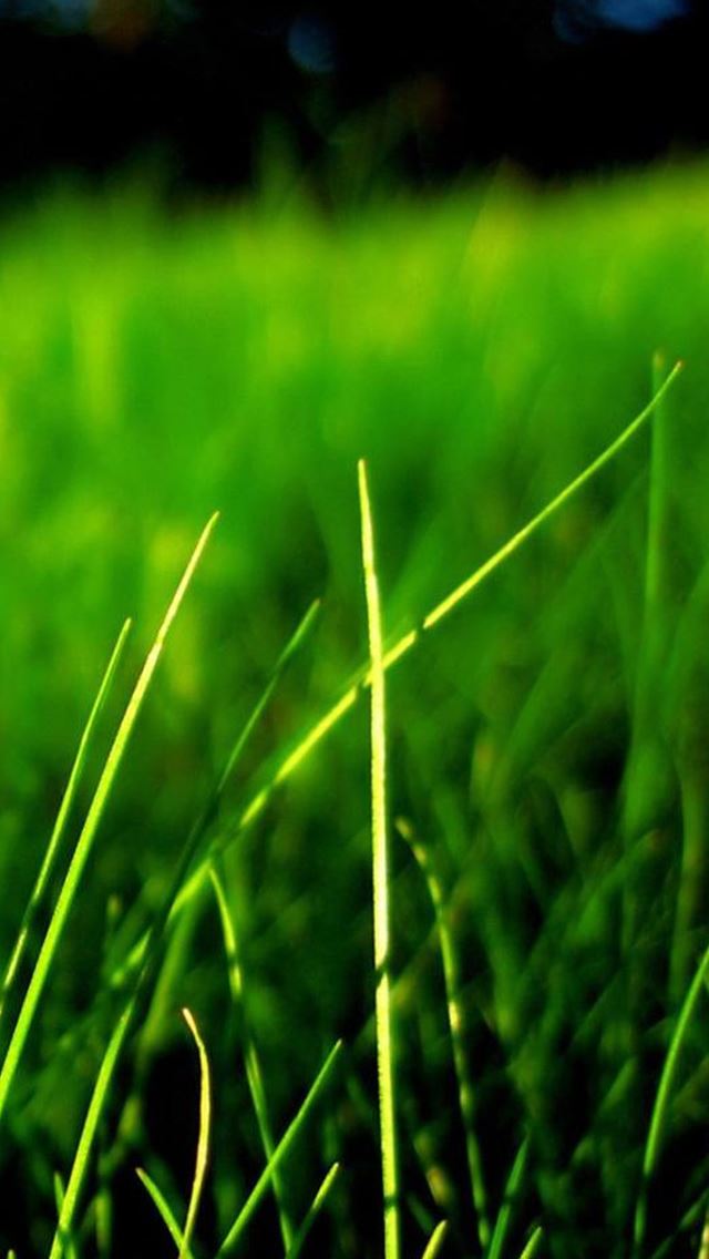 640x1136 Nature Grassland - landscape iPhone Wallpaper