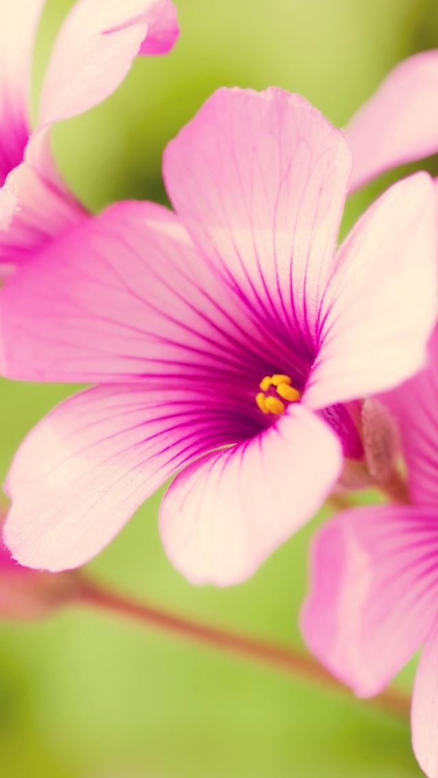 640x1136 Sunshine Pink Bloom - bloom iPhone Wallpaper