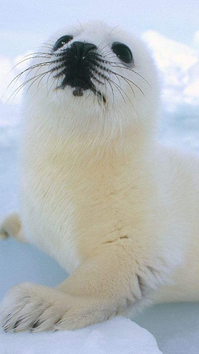 640x1136 Cute Sea Lion - cute iPhone Wallpaper