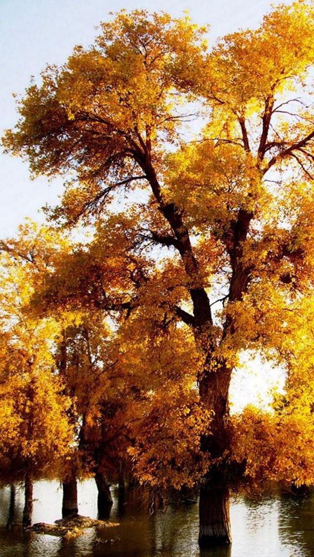 640x1136 Nature Fall Golden Trees - trees iPhone Wallpaper