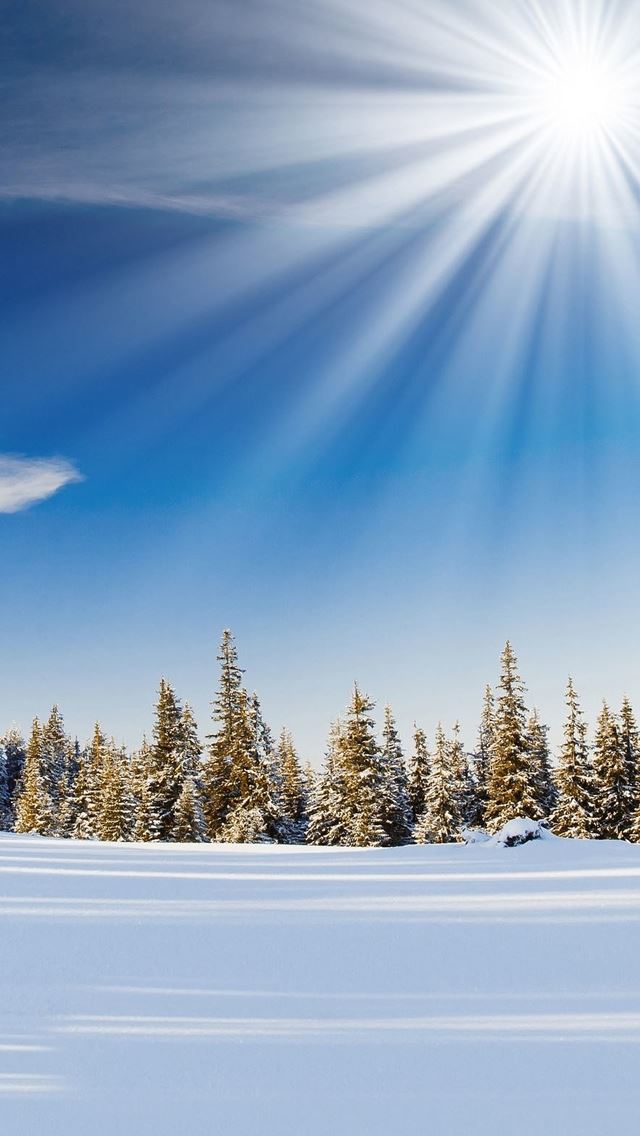 640x1136 Winter Sunday Pure Forest - snow iPhone Wallpaper