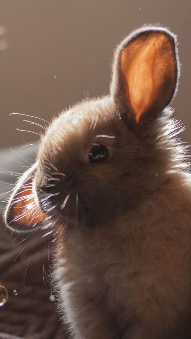 640x1136 Cute Bunny Soap Bubbles - bubbles iPhone Wallpaper