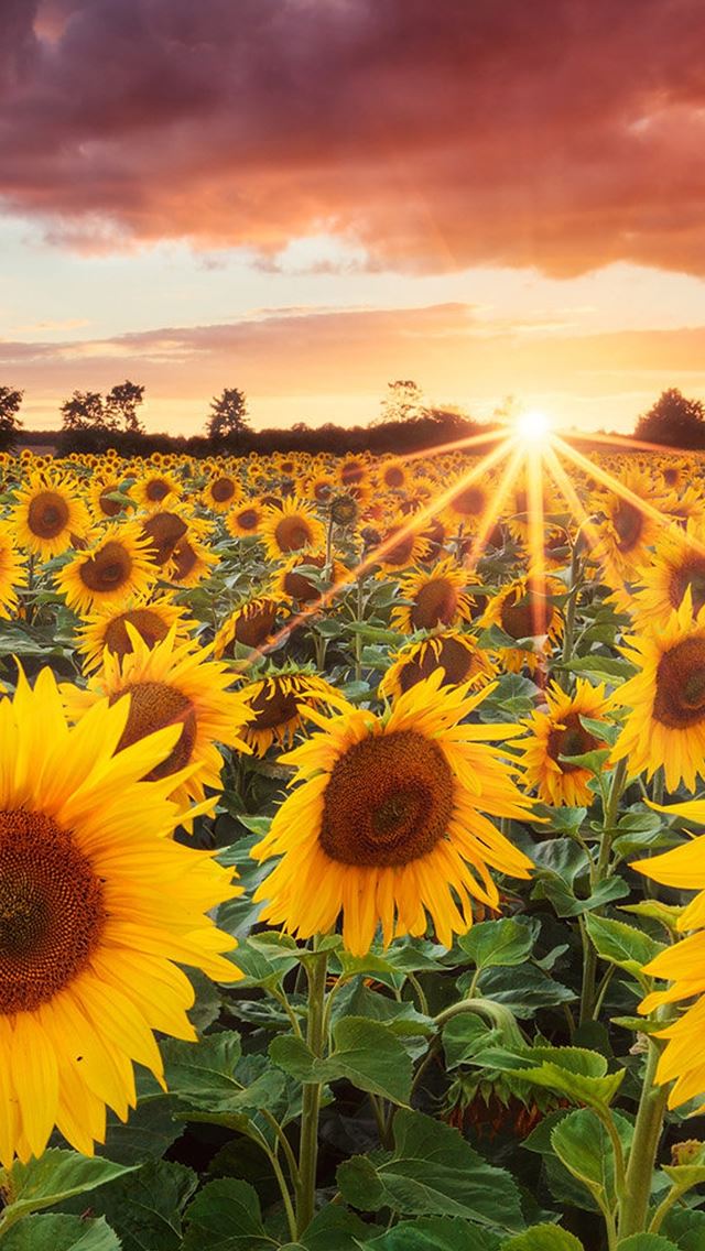 640x1136 Grand Sunflower Field -  iPhone Wallpaper