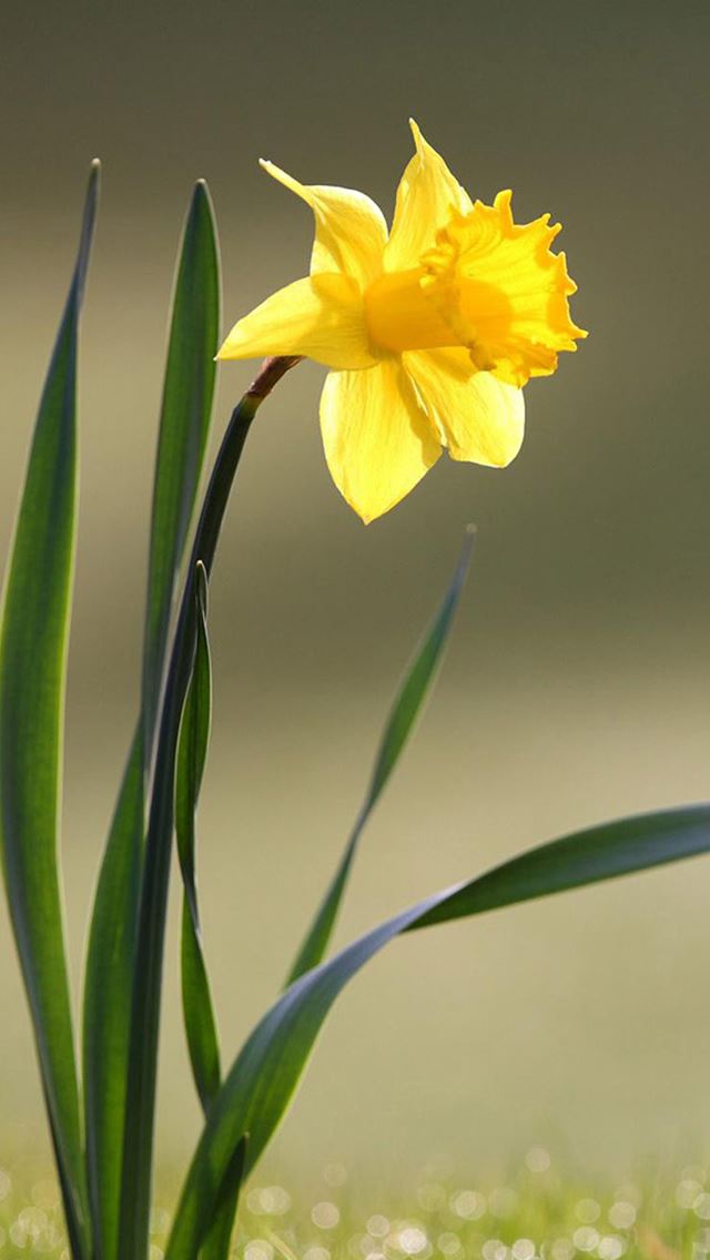 640x1136 Narcissus Closeup - macro iPhone Wallpaper
