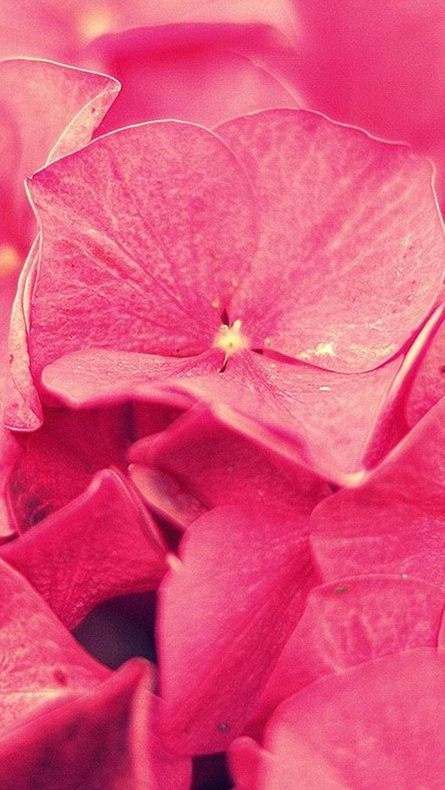 640x1136 Pink Petal Background - petal iPhone Wallpaper
