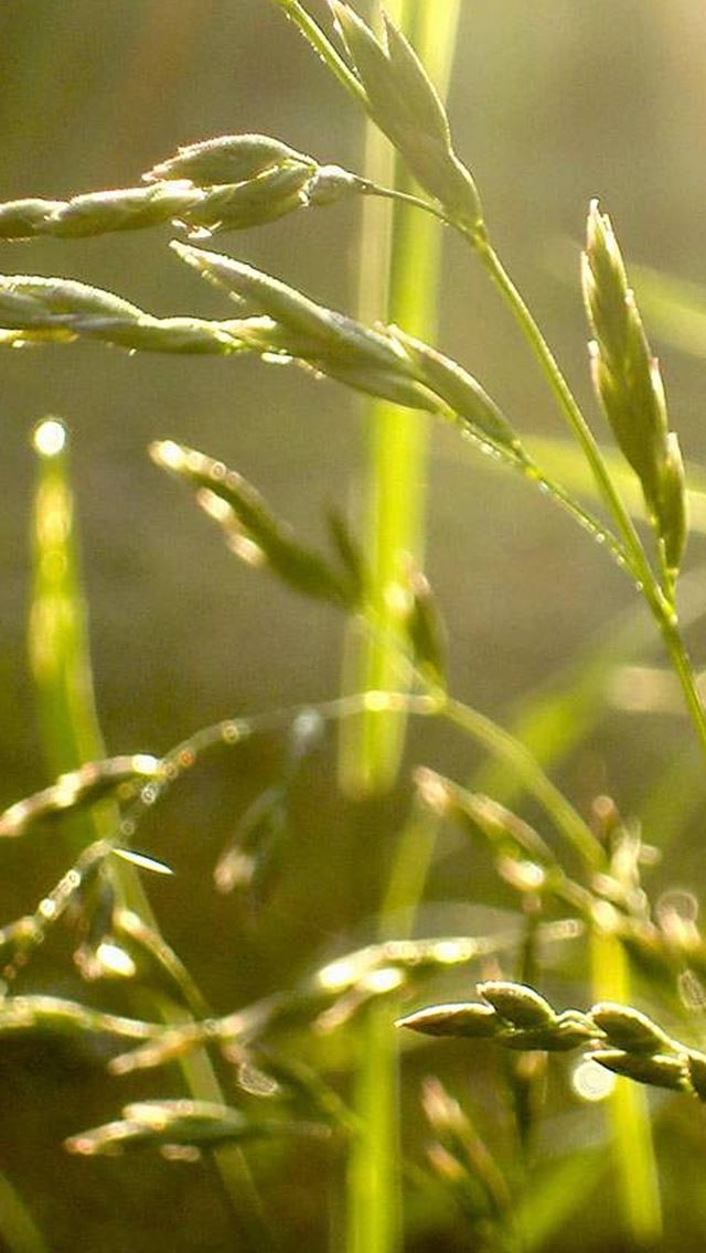 640x1136 Nature Rice Branch Under Sunlight - branch iPhone Wallpaper