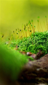 Nature Green Seed Bud Bokeh wallpaper
