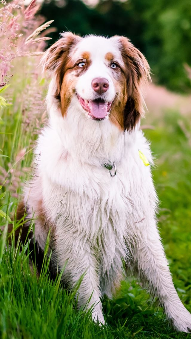 640x1136 Australian Shepherd Dog Flowers Meadow Grass Nature -  iPhone Wallpaper