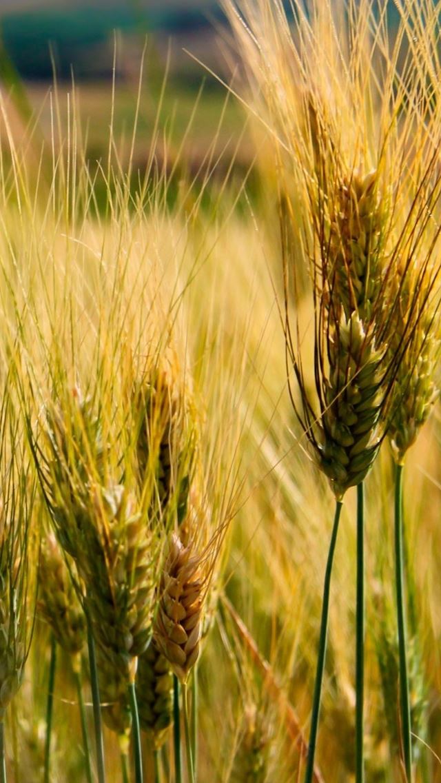 640x1136 Macro Wheat Corp Branch - branch iPhone Wallpaper