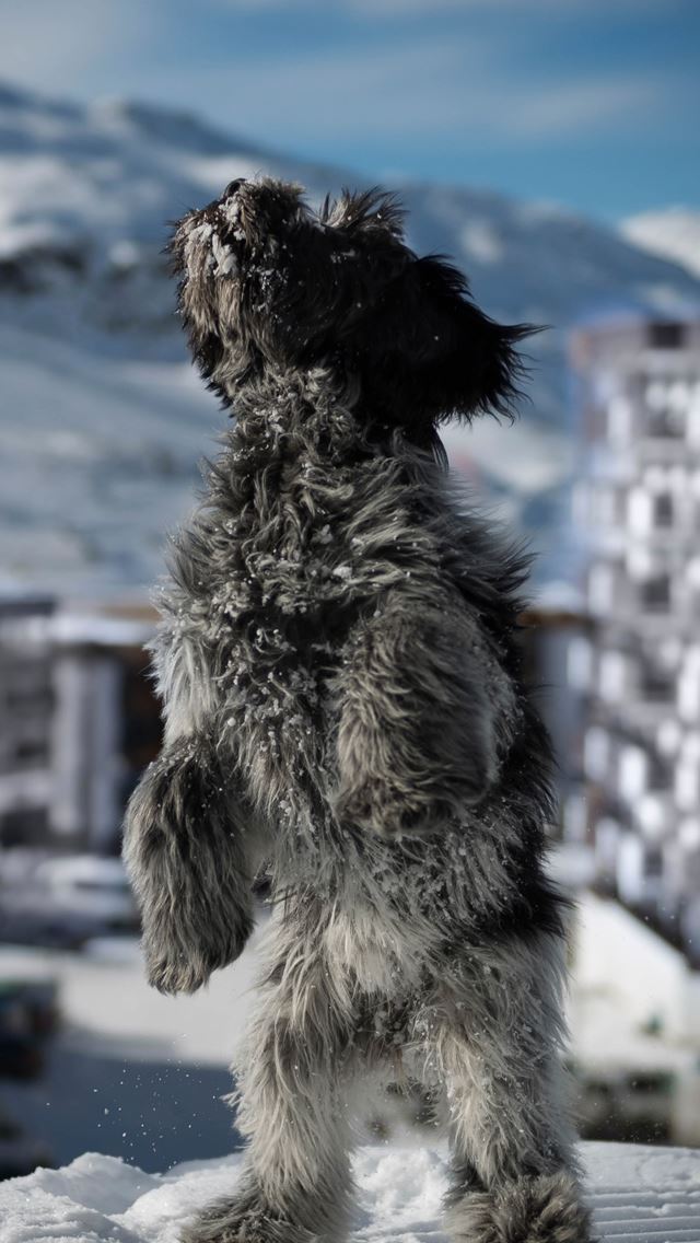 640x1136 Dog Snow Jump Buidling - building iPhone Wallpaper