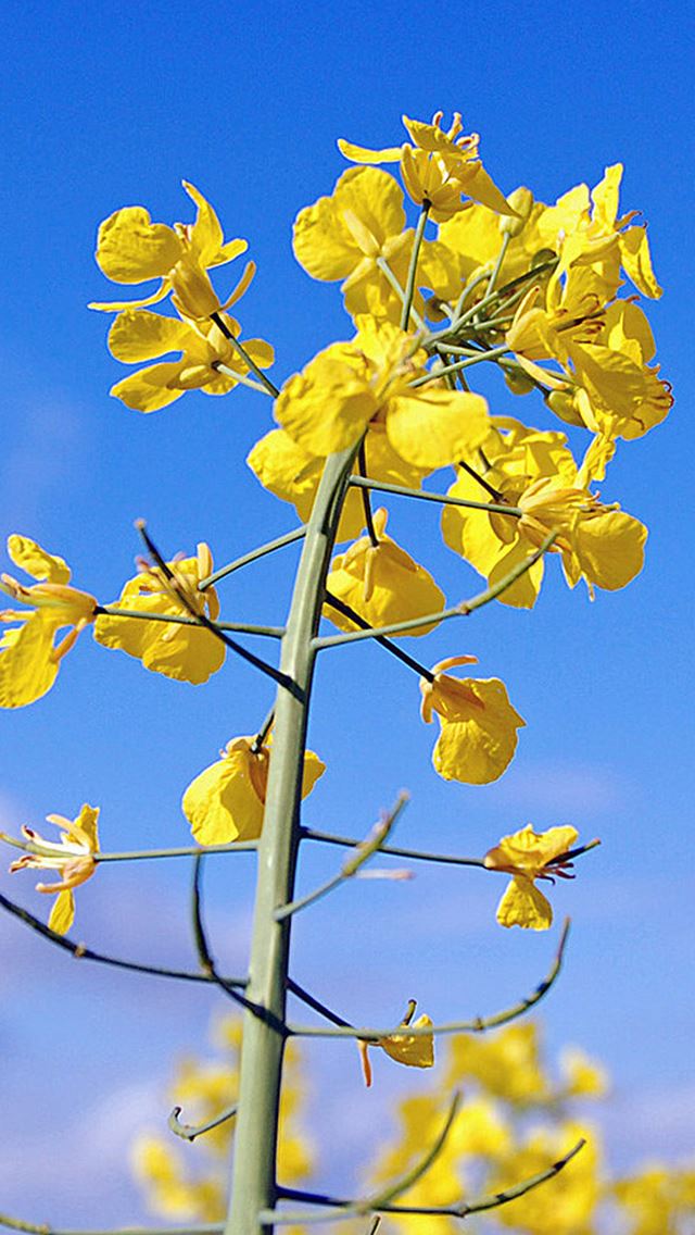640x1136 Canola Flower - branch iPhone Wallpaper