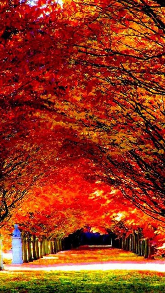 640x1136 Autumn Red Tree Road - trees iPhone Wallpaper