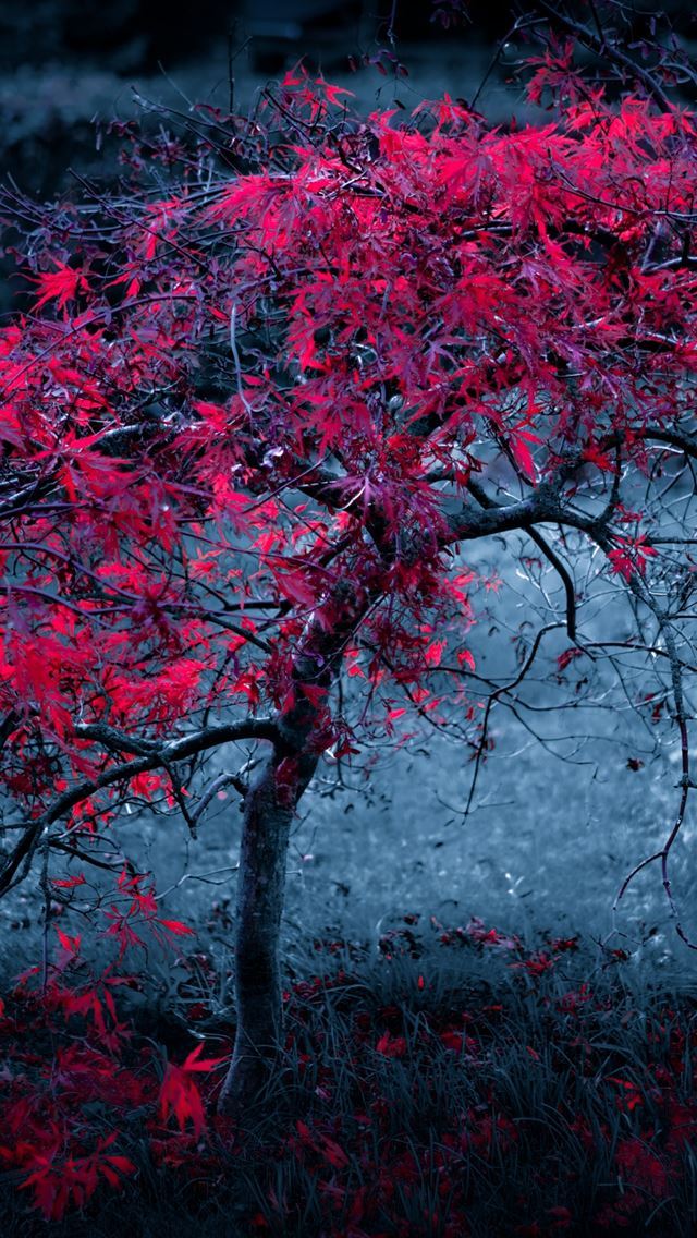 1284x2778 Tree Leaves Fog Light Purple Autumn - trees iPhone Wallpaper
