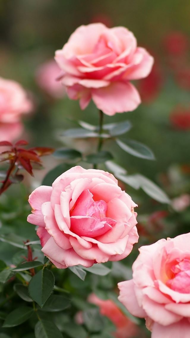 640x1136 Roses Flowers Petals Pink - white iPhone Wallpaper
