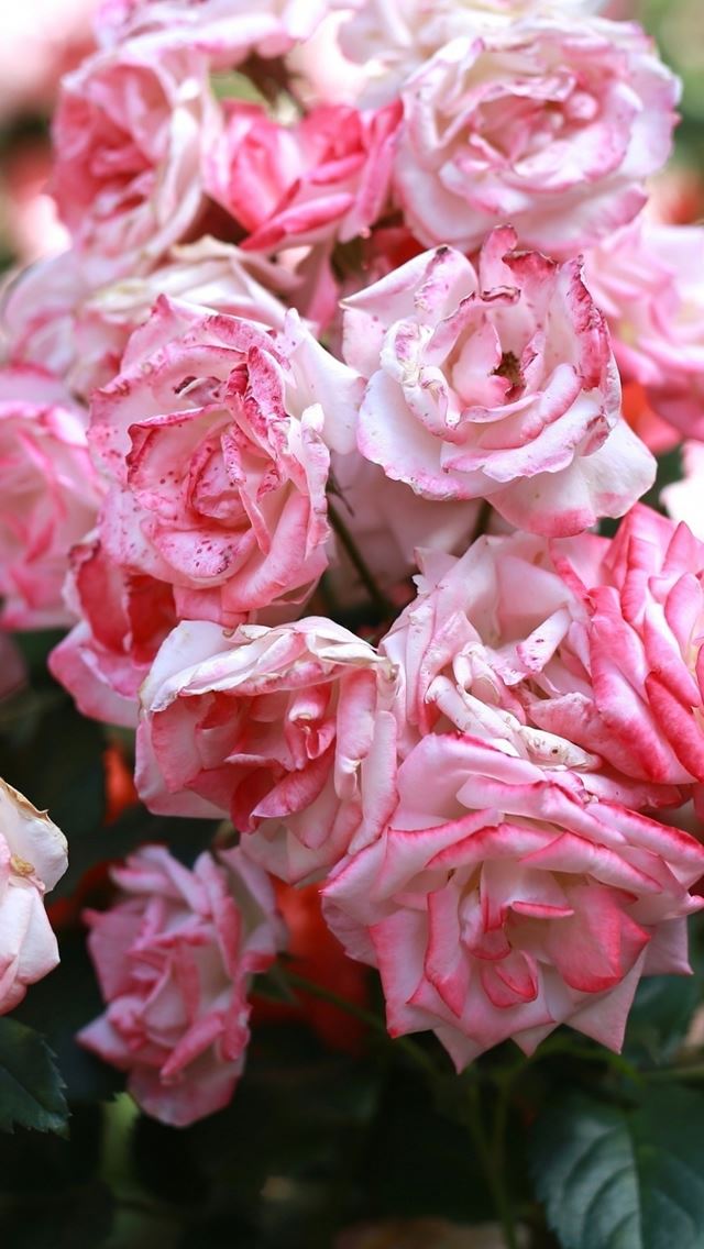 640x1136 Rose Pink Buds Blooms - bloom iPhone Wallpaper