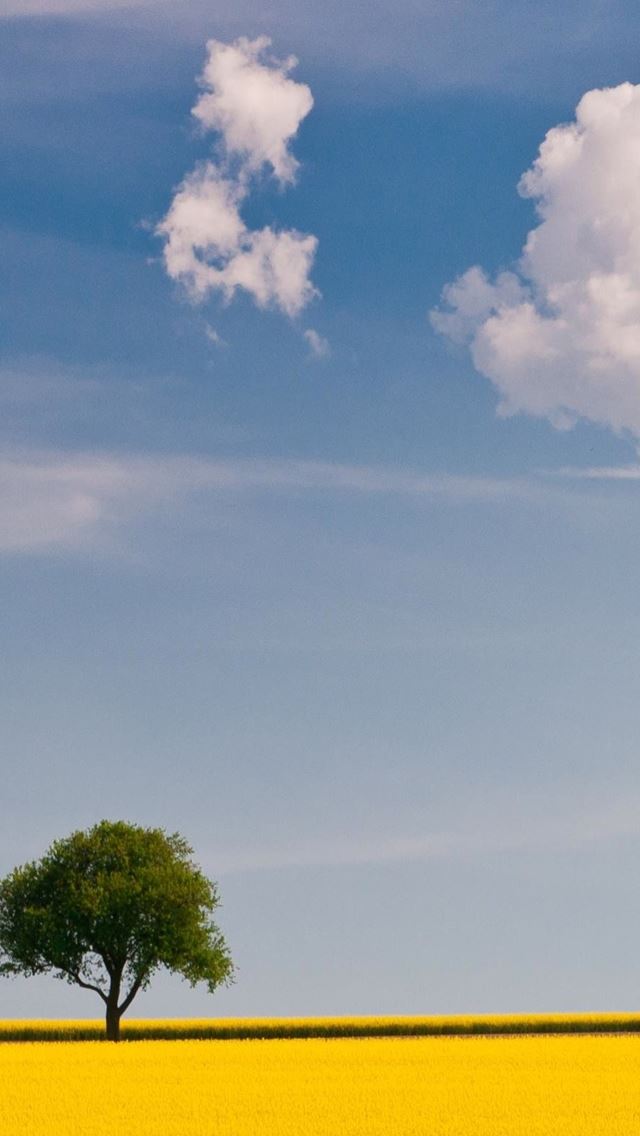 640x1136 One Lonely Tree In Golden Field - clouds iPhone Wallpaper